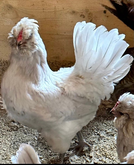 Product image 3 of 10