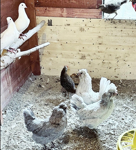 Product image 5 of 10