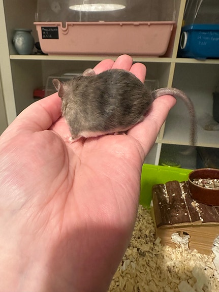 Product image 4 of 9