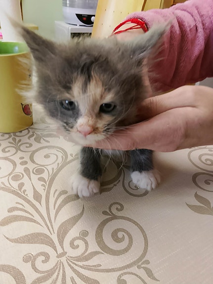 Product image 5 of 9