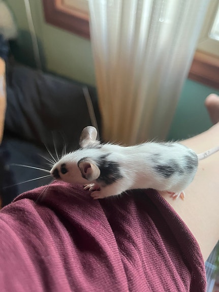 Product image 7 of 10