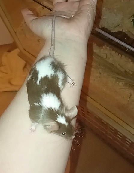 Product image 3 of 10