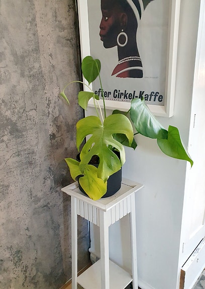 Valkoinen kukkapylväs