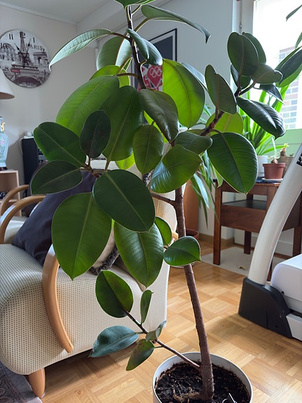 Viherkasvi kumipuu ruukkukasvi