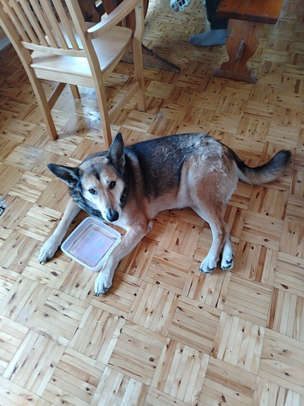 Maatalous työkoneita
