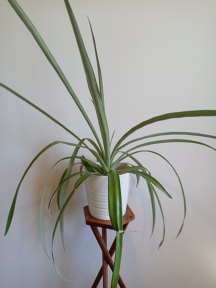 Ananas / viherkasvit