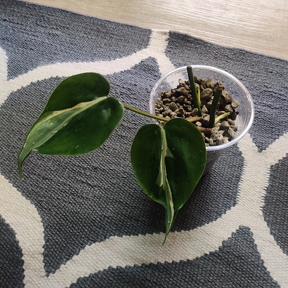 Herttaköynnösvehka Philodendron Hederaceum Rio nro 1