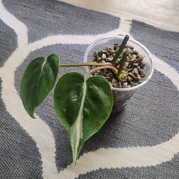 Herttaköynnösvehka Philodendron Hederaceum Rio nro 3