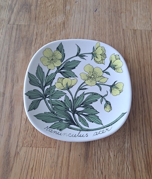 Arabia Botanica niittyleinikki