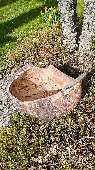 Koivun pahka