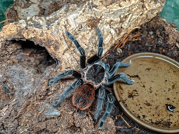 Tarantula -hämähäkkejä