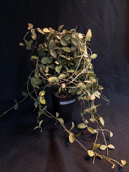Hoya nummularinoides 'silver'