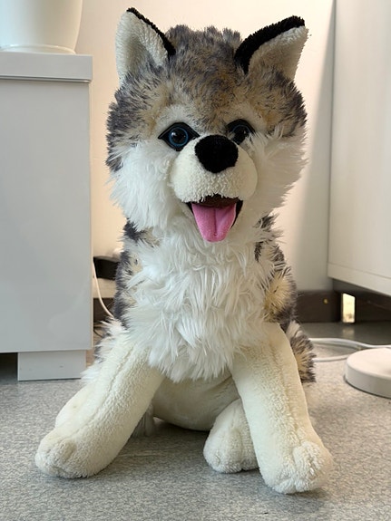 Husky koira