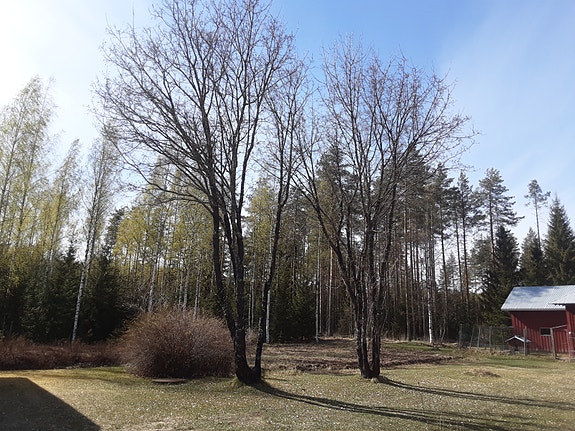 2 suurta vaahteraa, Tohmajärvi Onkamo