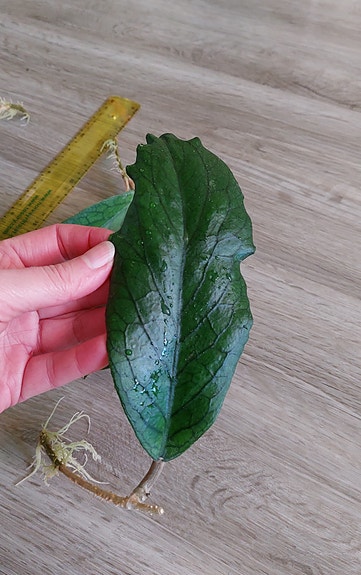 Hoya vitellinoides