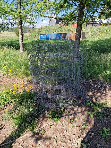 Verkkoaitaa (koiratarhaan)