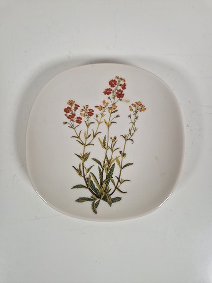Arabia WWF seinälautanen Nemesia strumosa