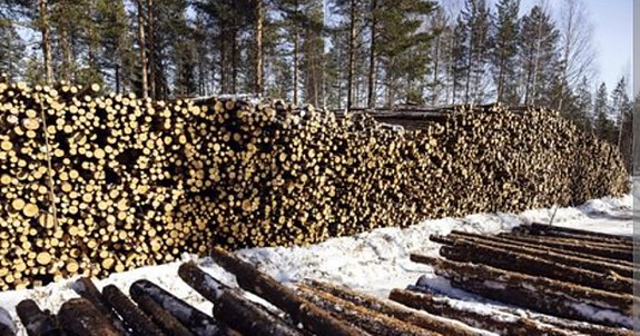 Ostetaan rankaa