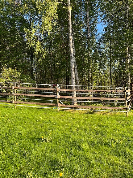 Suomenhevostammalle hyvä koti