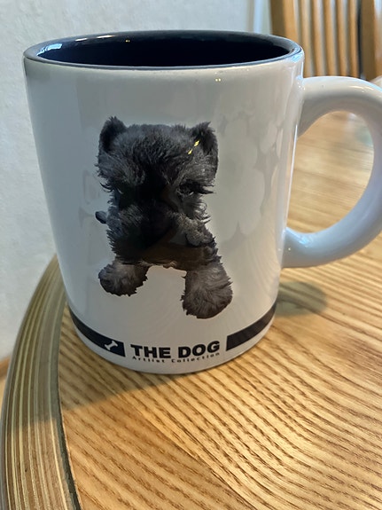 Uusi koira muki Schnauzer
