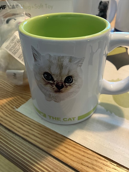Uusi kissa muki Persian
