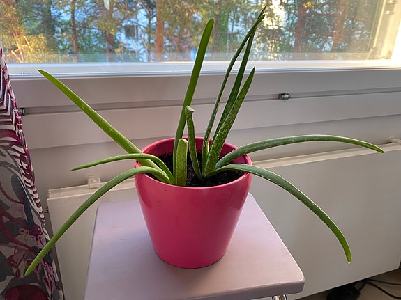 Aloe vera