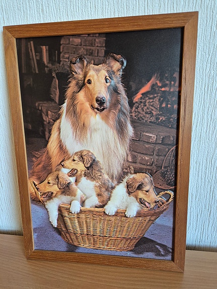 Kohokuvioitu collie -taulu