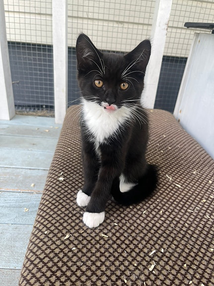 Kissa/Kissat/Kissanpennut