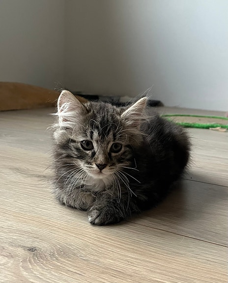 VARATTU Kaksi suloista kissanpentua etsii kotia. 🐾