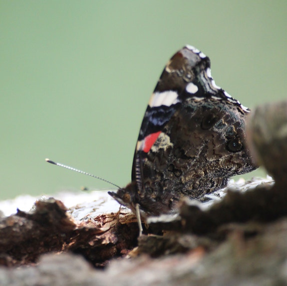 Ostan hopea aterimia