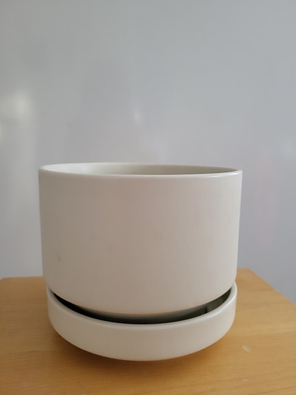 Arabian kukkaruukku