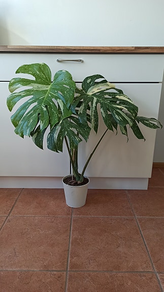 Monstera 'Thai Constellation'