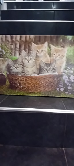 Kissataulu kissat korissa
