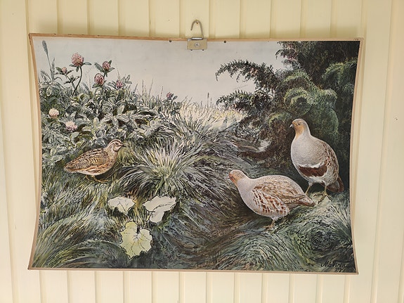 Vanha eläinaiheinen opetustaulu / koulutaulu, kanalinnut