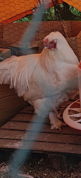 white Brahma rooster for sale