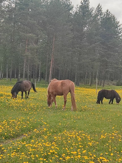 Halutaan ostaa poni