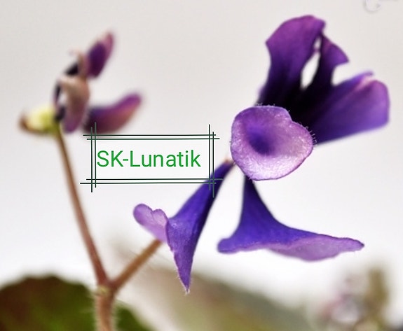 SK-Lunatik