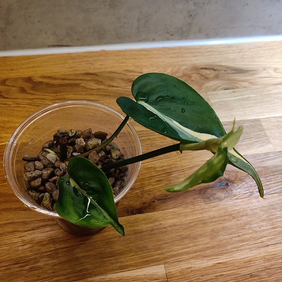 Köynnösvehka Philodendron Hederaceum Rio nro 2