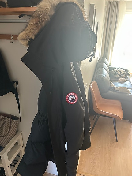 Canada goose
