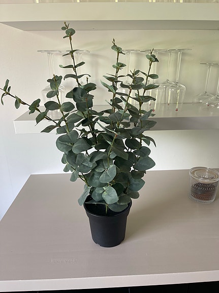 IKEA koristekasvi ruukussa
