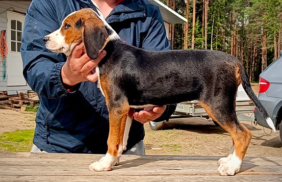 Suomenajokoiran pentu, naaras