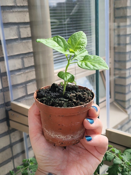 Chili Carolina reaper