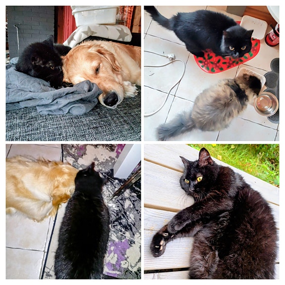Pieneläinten hoitoa (koira, kissa, kani, marsu)