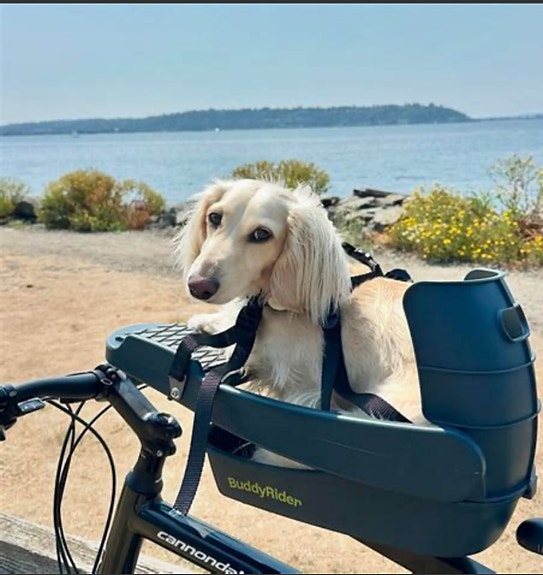 Koiran pyöräilyistuin Buddyrider