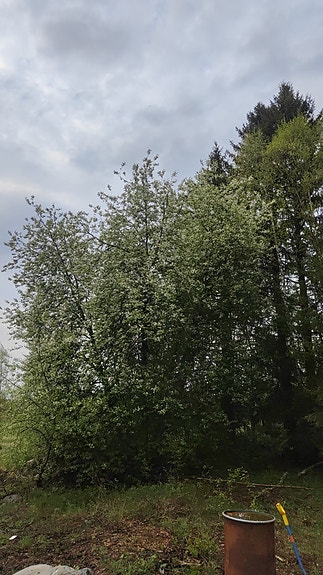Tuomi taimi