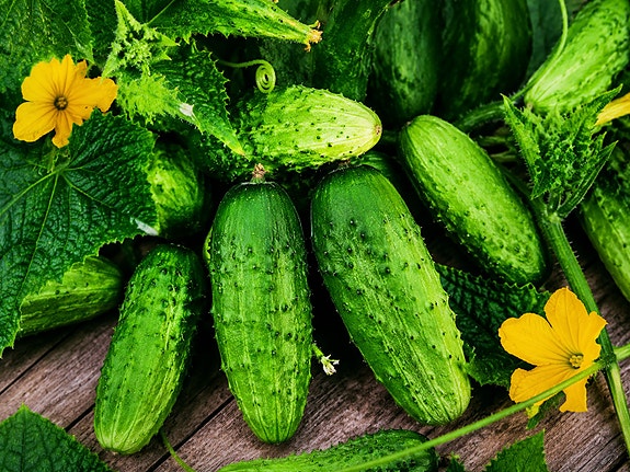 Avomaankurkun taimia puutarhaan tai ruukkuun