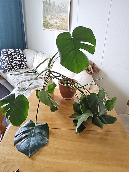 Viherkasvi peikonlehti/monstera