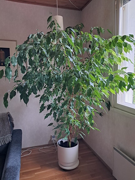 Iso viherkasvi (limoviikuna) altak.ruukussa
