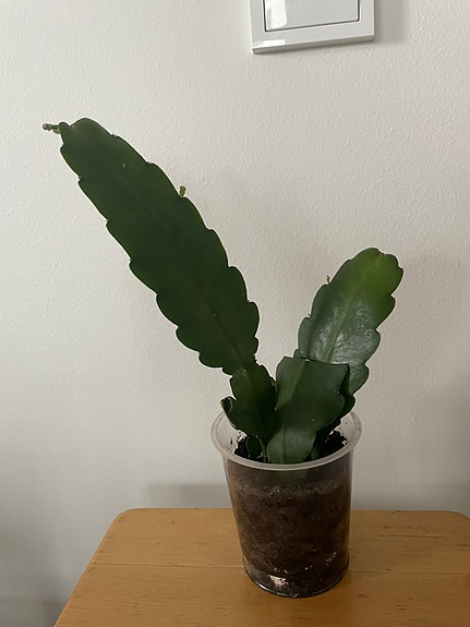 Epiphyllum-hybridi, punaiset kukat, nouto, hinta yhdelle