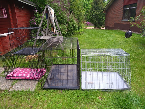 Koirahäkkejä